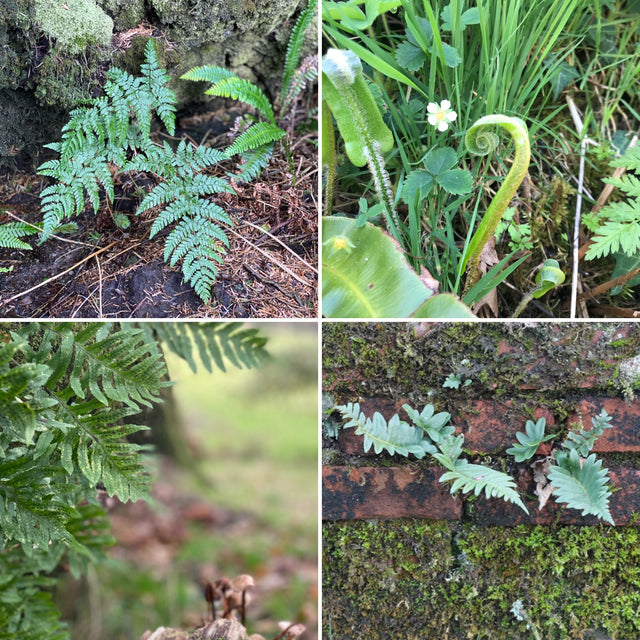 The Wonderful Welsh Fern