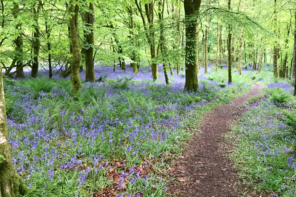 Stunning Bluebell Walks in Wales - with Pubs!